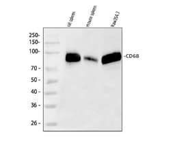 Invitrogen CD68 Polyclonal Antibody 100 &mu;g; Unconjugated:Antibodies,