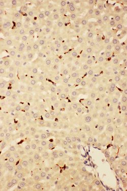 CD68 Rabbit anti-Mouse,Rat, Polyclonal, Invitrogen 100 &mu;g Unconjugated:Antibodies,