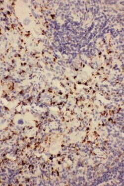 CD68 Rabbit anti-Mouse,Rat, Polyclonal, Invitrogen 100 &mu;g Unconjugated:Antibodies,