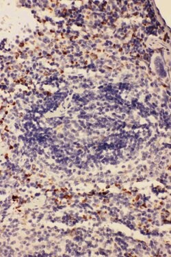CD68 Rabbit anti-Mouse,Rat, Polyclonal, Invitrogen 100 &mu;g Unconjugated:Antibodies,