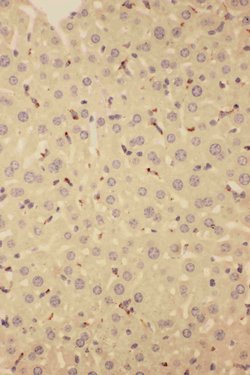 CD68 Rabbit anti-Mouse,Rat, Polyclonal, Invitrogen 100 &mu;g Unconjugated:Antibodies,