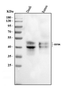 Invitrogen CD79a Polyclonal Antibody 100 &mu;g; Unconjugated:Antibodies,