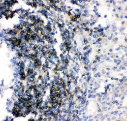 Invitrogen CD79b Polyclonal Antibody 100 &mu;g; Unconjugated:Antibodies,