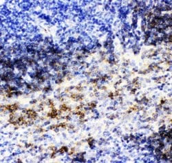 Invitrogen CD79b Polyclonal Antibody 100 &mu;g; Unconjugated:Antibodies,