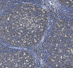 Invitrogen CD80 (B7-1) Polyclonal Antibody 100 &mu;g; Unconjugated:Antibodies,