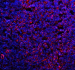 Invitrogen CD80 (B7-1) Polyclonal Antibody 100 &mu;g; Unconjugated:Antibodies,