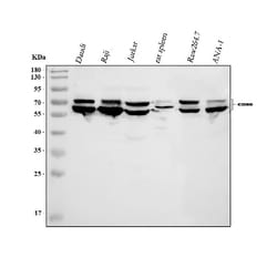 Invitrogen CD80 (B7-1) Polyclonal Antibody 100 &mu;g; Unconjugated:Antibodies,