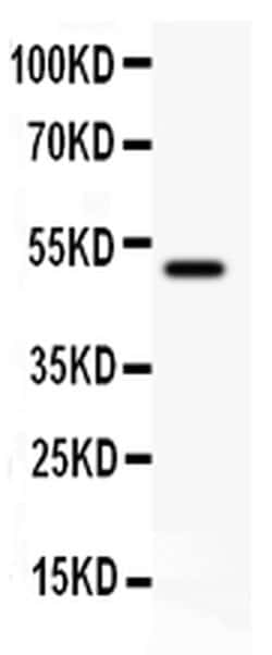 CD80 (B7-1) Polyclonal Antibody, Invitrogen 100 &mu;g; Unconjugated:Antibodies,