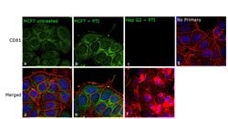 Invitrogen CD81 Polyclonal Antibody 100 &mu;g; Unconjugated:Antibodies,