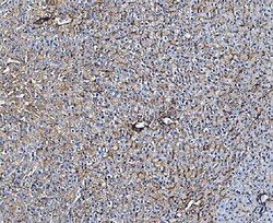 Invitrogen CD81 Polyclonal Antibody 100 &mu;g; Unconjugated:Antibodies,