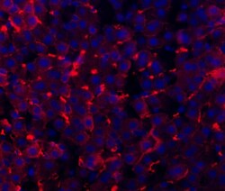 Invitrogen CD81 Polyclonal Antibody 100 &mu;g; Unconjugated:Antibodies,