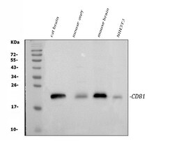 Invitrogen CD81 Polyclonal Antibody 100 &mu;g; Unconjugated:Antibodies,