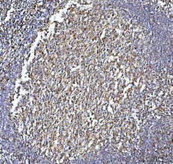 Invitrogen CD86 Polyclonal Antibody 100 &mu;g; Unconjugated:Antibodies,