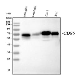 Invitrogen CD86 Polyclonal Antibody 100 &mu;g; Unconjugated:Antibodies,