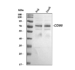 Invitrogen CD86 Polyclonal Antibody 100 &mu;g; Unconjugated:Antibodies,