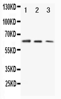 Invitrogen CD86 Polyclonal Antibody 100 &mu;g | Buy Online | Invitrogen&trade; | Fisher Scientific