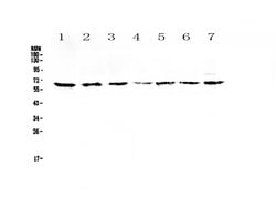 Invitrogen CD86 Polyclonal Antibody 100 &mu;g; Unconjugated:Antibodies,