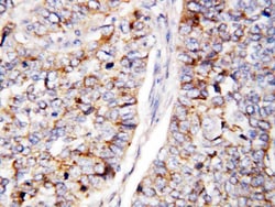 Invitrogen CDC25B Polyclonal Antibody 100 &mu;g; Unconjugated:Antibodies,