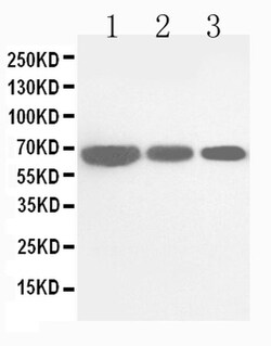 Invitrogen CDC25B Polyclonal Antibody 100 &mu;g; Unconjugated:Antibodies,