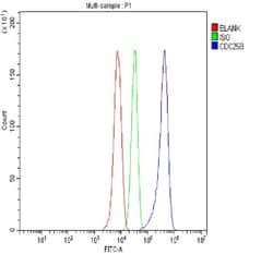 Invitrogen CDC25B Polyclonal Antibody 100 &mu;g; Unconjugated:Antibodies,