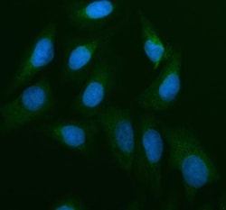 Invitrogen CDC25B Polyclonal Antibody 100 &mu;g; Unconjugated:Antibodies,