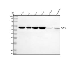 Invitrogen CDC25B Polyclonal Antibody 100 &mu;g; Unconjugated:Antibodies,