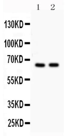 Invitrogen CDC25B Polyclonal Antibody 100 &mu;g; Unconjugated:Antibodies,