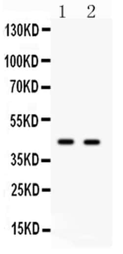 Invitrogen CDC37 Polyclonal Antibody 100 &mu;g; Unconjugated:Antibodies,
