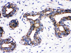 Invitrogen CDC6 Polyclonal Antibody 100 &mu;g; Unconjugated:Antibodies,