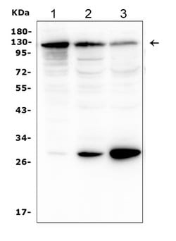 P-cadherin Polyclonal Antibody, Invitrogen 100 &mu;g | Buy Online | Thermo Scientific | Fisher Scientific