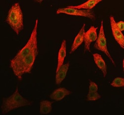 Invitrogen CDK2 Polyclonal Antibody 100 &mu;g; Unconjugated:Antibodies,