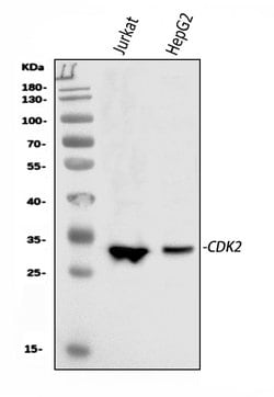 Invitrogen CDK2 Polyclonal Antibody 100 &mu;g; Unconjugated:Antibodies,