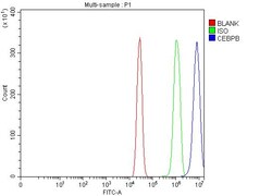 Invitrogen C/EBP beta Polyclonal Antibody 100 &mu;g; Unconjugated:Antibodies,