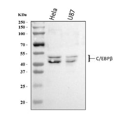 Invitrogen C/EBP beta Polyclonal Antibody 100 &mu;g; Unconjugated:Antibodies,