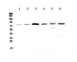 Invitrogen CEP68 Polyclonal Antibody 100 &mu;g | Buy Online | Invitrogen&trade; | Fisher Scientific