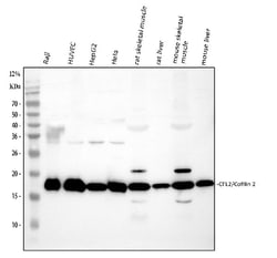 Invitrogen Cofilin 2 Polyclonal Antibody 100 &mu;g; Unconjugated:Antibodies,