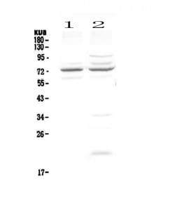 Invitrogen CHM Polyclonal Antibody 100 &mu;g; Unconjugated:Antibodies,