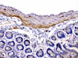Invitrogen CHRNA5 Polyclonal Antibody 100 &mu;g; Unconjugated:Antibodies,