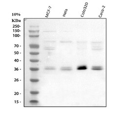 Invitrogen CIS Polyclonal Antibody 100 &mu;g; Unconjugated:Antibodies,