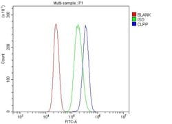 Invitrogen CLPP Polyclonal Antibody 100 &mu;g | Buy Online | Invitrogen&trade; | Fisher Scientific