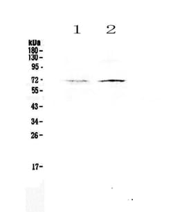 Invitrogen CLPX Polyclonal Antibody 100 &mu;g | Buy Online | Invitrogen&trade; | Fisher Scientific