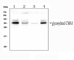 Invitrogen Mast Cell Chymase Polyclonal Antibody 100 &mu;g; Unconjugated:Antibodies,