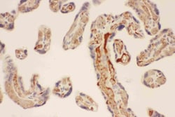 Invitrogen Mast Cell Chymase Polyclonal Antibody 100 &mu;g; Unconjugated:Antibodies,
