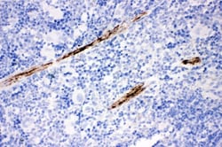 Invitrogen Calponin 1 Polyclonal Antibody 100 &mu;g; Unconjugated:Antibodies,
