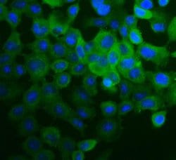 Invitrogen COL4A2 Polyclonal Antibody 100 &mu;g; Unconjugated:Antibodies,