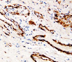 Invitrogen COL4A2 Polyclonal Antibody 100 &mu;g; Unconjugated:Antibodies,