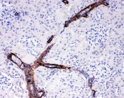 Invitrogen COL4A2 Polyclonal Antibody 100 &mu;g; Unconjugated:Antibodies,