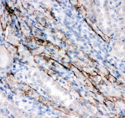 Invitrogen COL4A2 Polyclonal Antibody 100 &mu;g; Unconjugated:Antibodies,