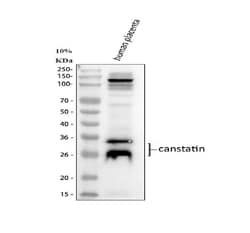Invitrogen COL4A2 Polyclonal Antibody 100 &mu;g; Unconjugated:Antibodies,