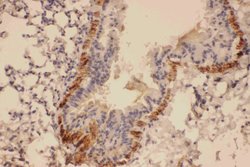Invitrogen COL4A2 Polyclonal Antibody 100 &mu;g; Unconjugated:Antibodies,